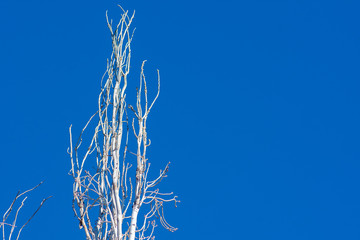 Winter. Tree without leaves