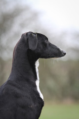 Side Profile of a lurcher, greyhound whippet 