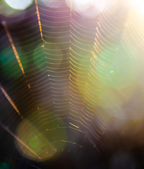 Bokeh light with spider web