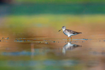 Woodsandpiper, Jowai dam, Pali district, Rajasthan, India.