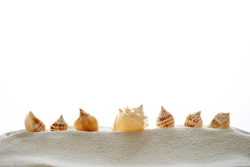 Obraz na płótnie Canvas sea shells on sand