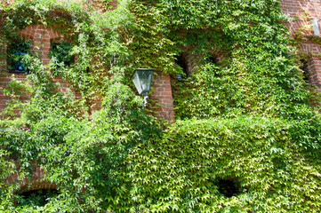 Eco friendly lifestyle. Vine growing on stone wall in summer. Old house exterior with creeper or...