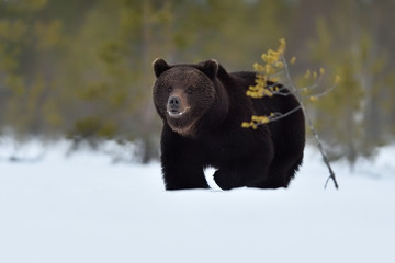 male bear approaching on snow. bear walking on snow.