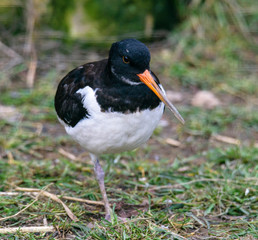 Oystercatcher, Haematopus ostralegus, on the grass, close up