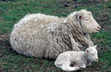 Mother ewe and lamb together