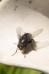 Macro Fly