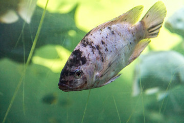 Carp fish, cyprinus carpio in a aquarium