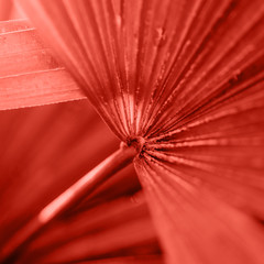 Closeup of tropic plants in living coral color