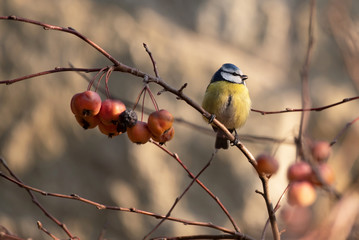 Blue tit sits on a tree