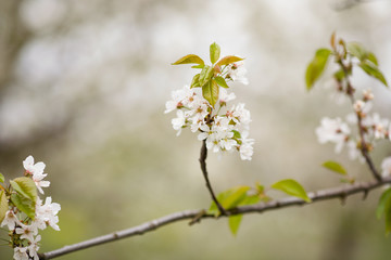 Cherry blossoms bloom in the spring season