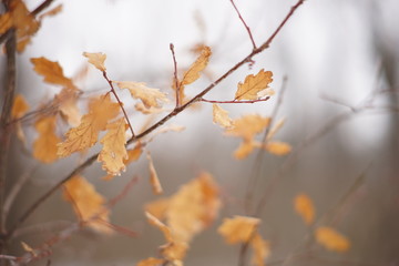 Brown maple leaves on the branches in the winter forest