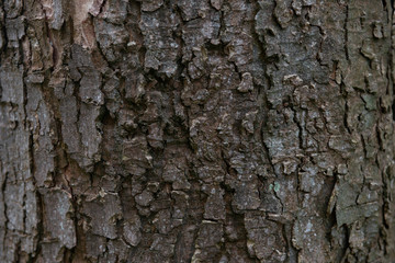 background tree