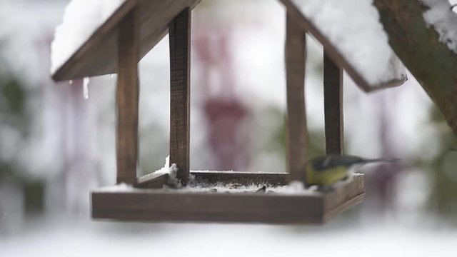 Small birds near wooden feedbox in winter time