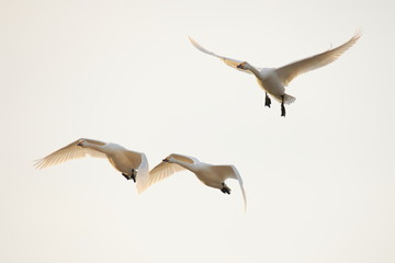 ハクチョウ　Swans