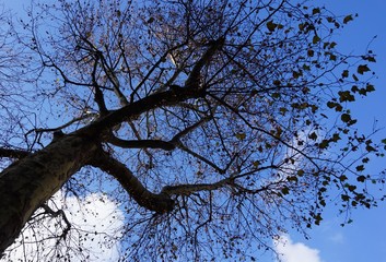 arborescence