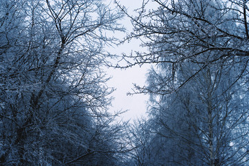 Fototapeta premium trees in winter