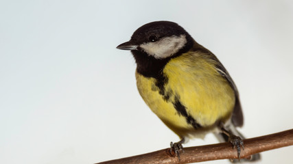 Oiseaux du Grésivaudan - Isère.