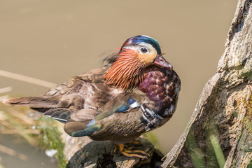 Mandarin Duck photographed close up stood on a log at the water's edge looking off into the far distance.
