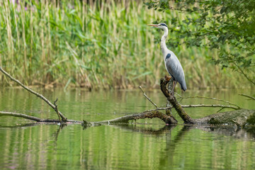 Grey Heron standing on a fallen tree in the middle of the river waiting for it's prey.