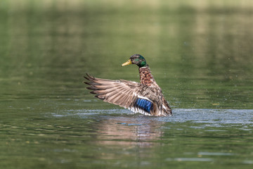Mallard Duck flapping wings to take flight, mallard male (Anas platyrhynchos)