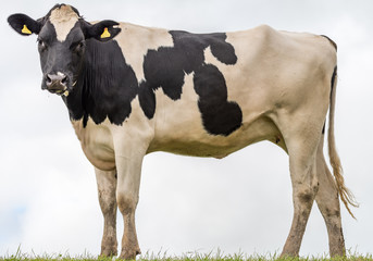 Black and White Cow standing sideways with head facing towards the camera.