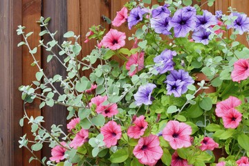 Varieties of petunia and surfinia flowers in the pot in front the door