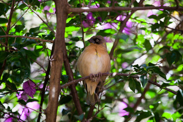African Citril in Ethiopia