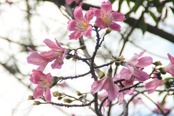 Beautiful delicate pink large flowers Chorisia or Ceiba speciosa growing on a tree whose bark is covered with spikes.