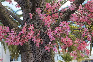 Beautiful delicate pink large flowers Chorisia or Ceiba speciosa growing on a tree whose bark is covered with spikes.