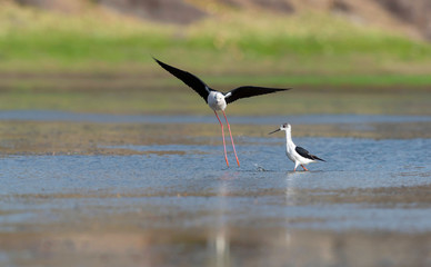Black winged stilt pair seen at Jawai Bera hills, Bera Jawai, Rajasthan, India.