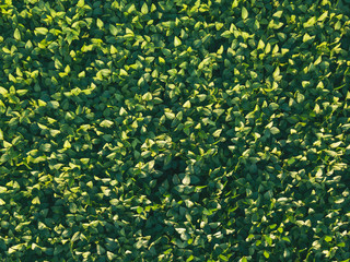 Soybean field aerial top down view