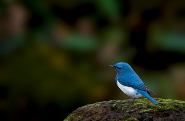 Ultramarine Flycatcher on stone in nature.