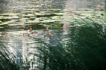 ducks swimming in pond