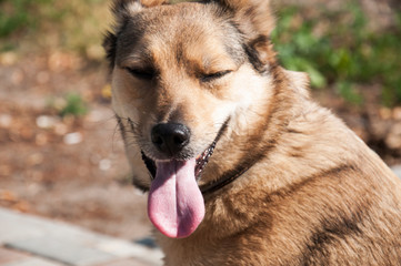 portrait of a dog