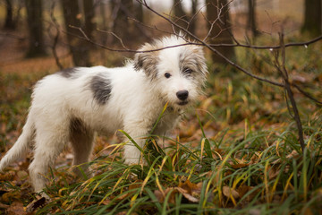 Cute puppy in the fall walks in nature. Healthy wool and healthy dog food. Pet Shop. Walk in the...