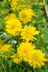 Blooming Rudbeckia laciniata, or Golden balls in the summer garden