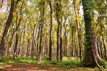 Obraz premium Beautiful forest with big trees on a Sunny morning.