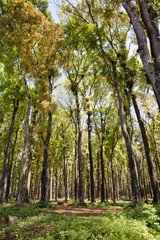 Obraz premium Beautiful forest with big trees on a Sunny morning.