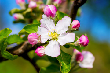 Obraz premium Flower of apple and buds in sunny weather close up_