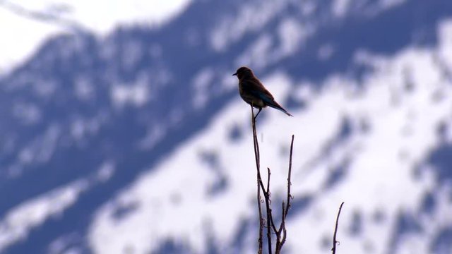 Songbird sitting on top of tree with snowy mountain slope seen in the distance