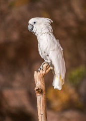 Sulphur-crested Cockatoo looking to the side perched on a branch. Soft brown background.