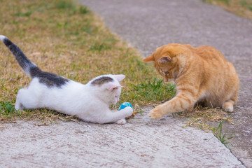 White and yellow cats playing with blue ball on the grass