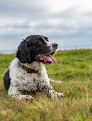 English springer spaniel lying on grass looking to the right with a cloudy sky background. Portrait image.