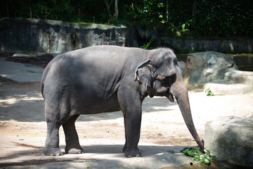 Fototapeta premium Captive Asian Elephant