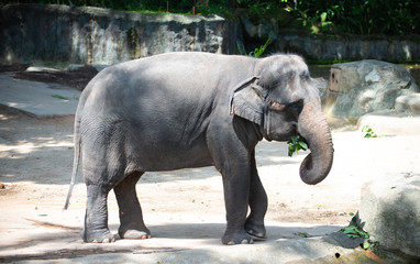 Fototapeta na wymiar Captive Asian Elephant with leaves in its mouth