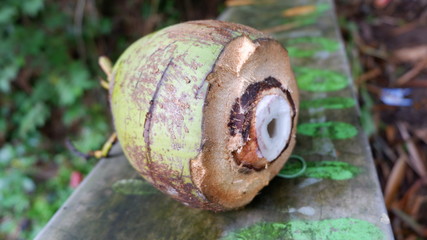 coconut fruit is wasted