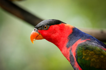 Black capped lory bird on tree branch