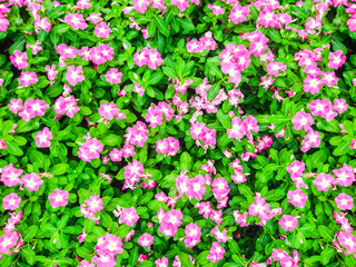 Catharanthus roseus backgrounds