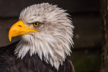 USA Wappenvogel Weisskopfseeadler im Profil 