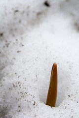 雪が溶け始めた花壇の花の芽